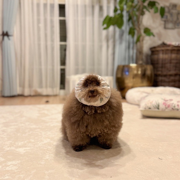 食事スタイルのトイプードルのワンコ