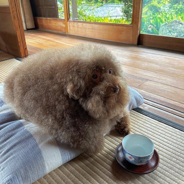 落ち着くトイプードルのワンコ