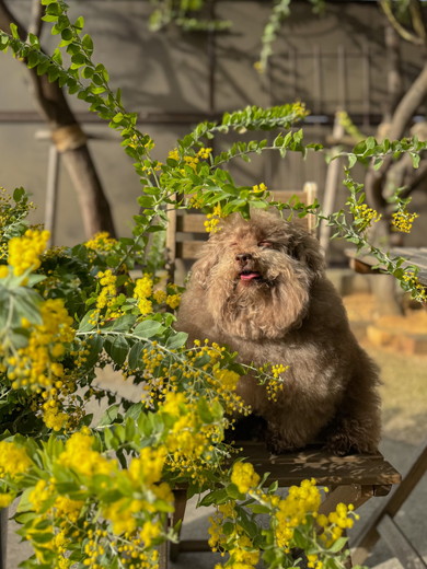 ミモザとトイプードルのワンコ