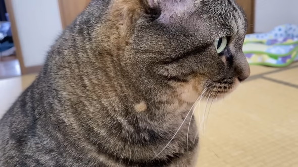 猫の抜け毛を抜く飼い主さん