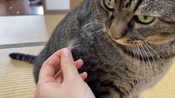 猫の抜け毛を抜く飼い主さん