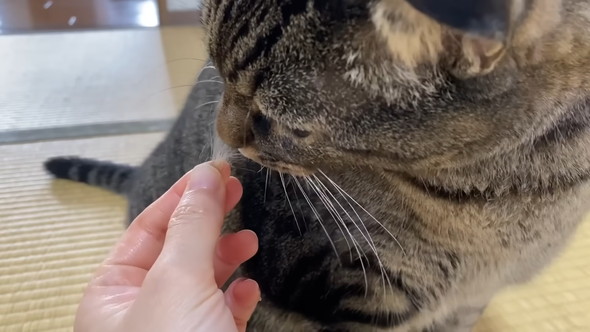 猫の抜け毛を抜く飼い主さん