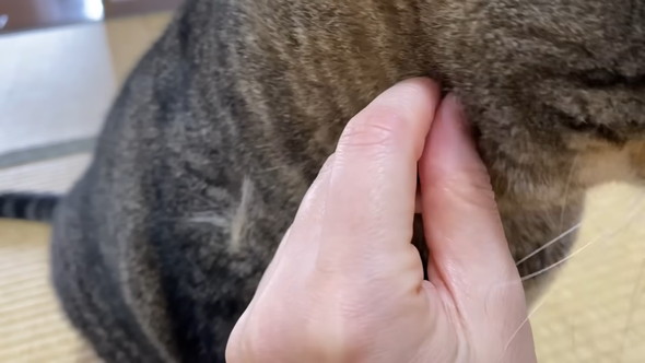 猫の抜け毛を抜く飼い主さん