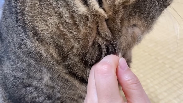 猫の抜け毛を抜く飼い主さん