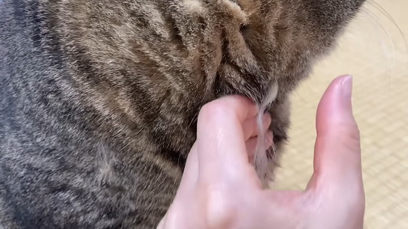 猫の抜け毛を抜く飼い主さん