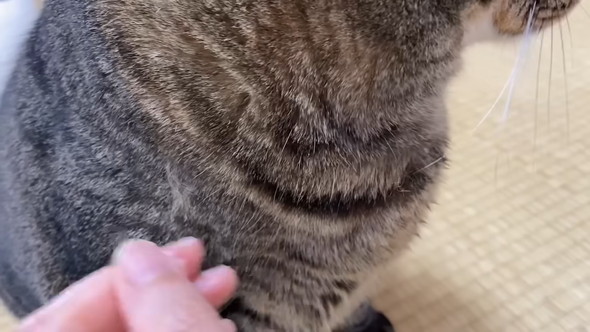 猫の抜け毛を抜く飼い主さん