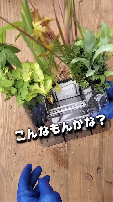 水槽の水だけで観葉植物を育てる
