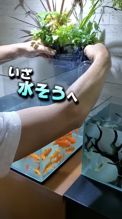 水槽の水だけで観葉植物を育てる