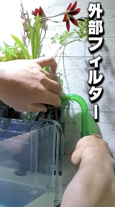 水槽の水だけで観葉植物を育てる