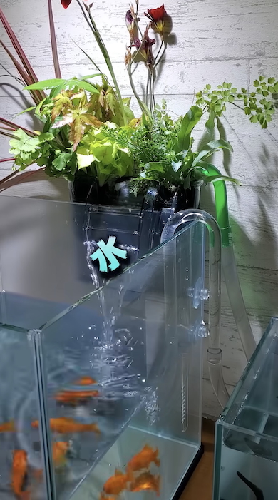 水槽の水だけで観葉植物を育てる