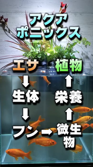 水槽の水だけで観葉植物を育てる