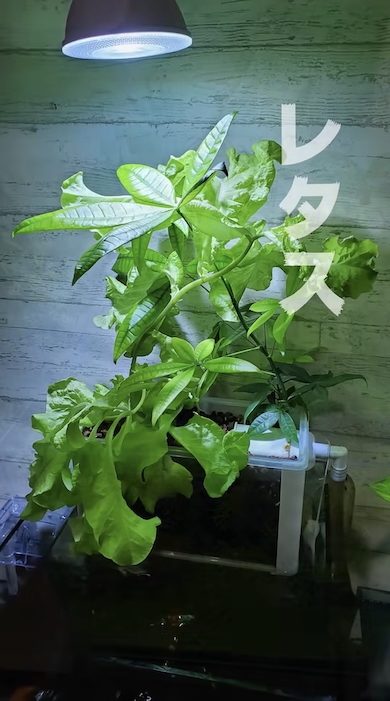 水槽の水だけで観葉植物を育てる