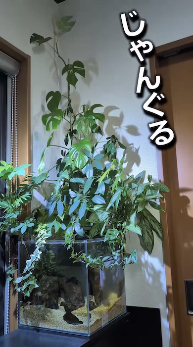 水槽の水だけで観葉植物を育てる