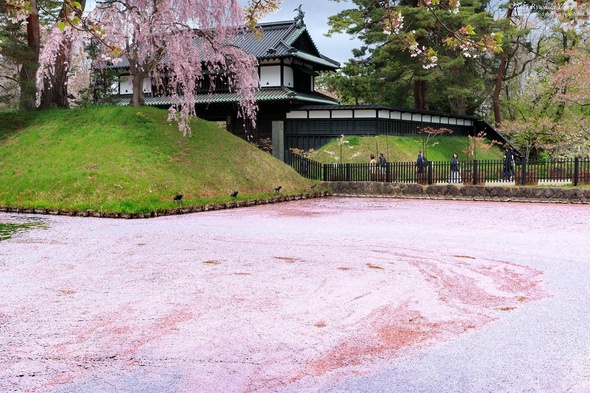 弘前の桜は散ってもなお……　驚きの光景に反響