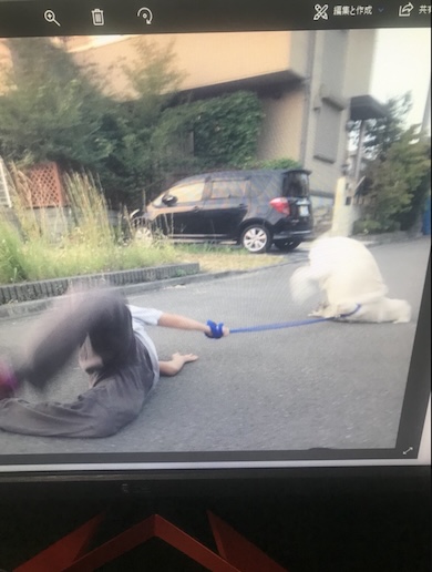 犬