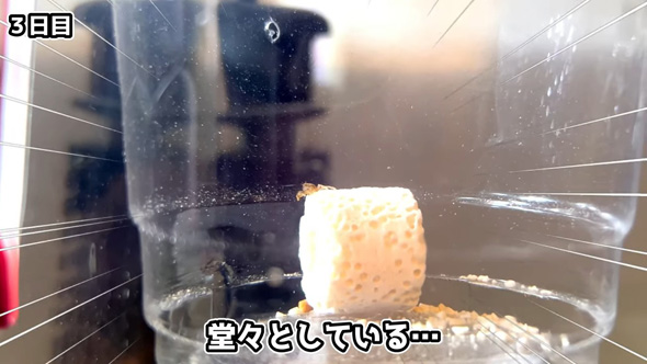 ろ材に乗るカニ