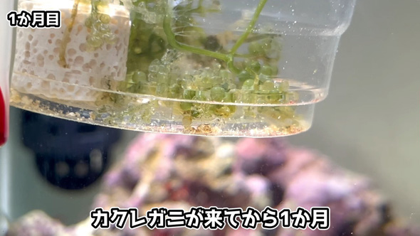 1カ月を迎えるカニ