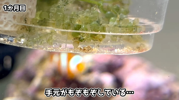 もぞもぞするカニ