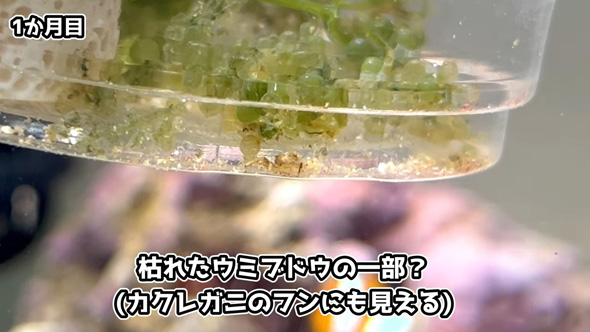 食事をするカニ