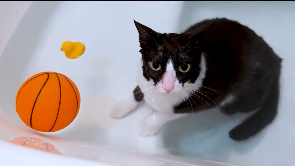 捨て猫 保護猫 風呂好き 珍しい 浴槽 逃げる