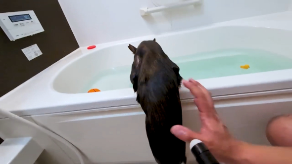 捨て猫 保護猫 風呂好き 珍しい 浴槽 逃げる