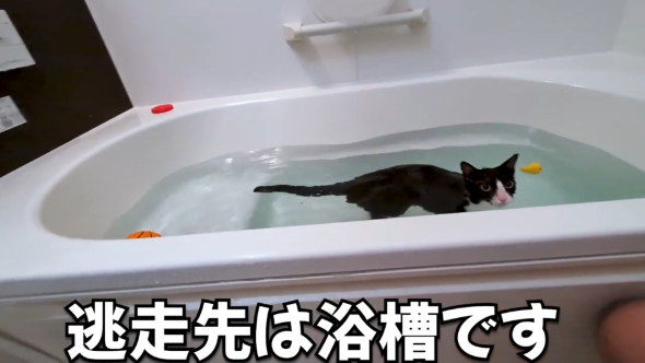 捨て猫 保護猫 風呂好き 珍しい 浴槽 逃げる