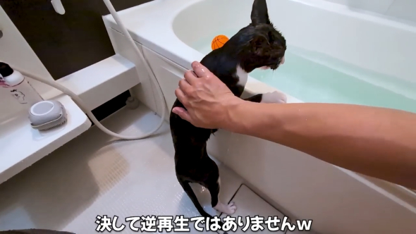 捨て猫 保護猫 風呂好き 珍しい 浴槽 逃げる