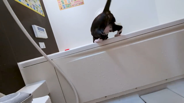捨て猫 保護猫 風呂好き 珍しい 浴槽 逃げる