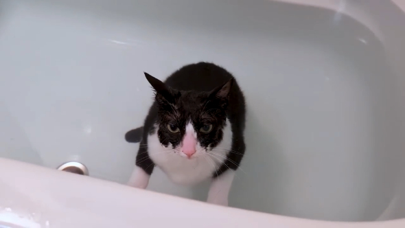 捨て猫 保護猫 風呂好き 珍しい 浴槽 逃げる