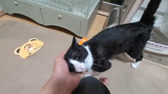 捨て猫 保護猫 風呂好き 珍しい 浴槽 逃げる