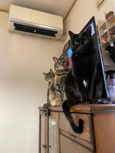 テレビモニターの前に並ぶ猫ちゃん3匹
