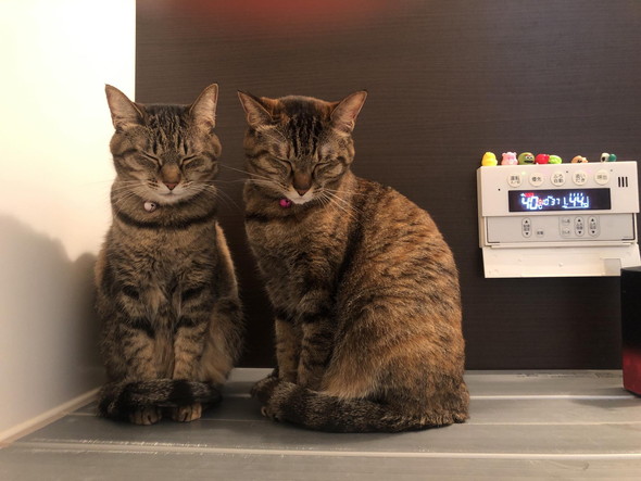 風呂ふたの上の猫ちゃん