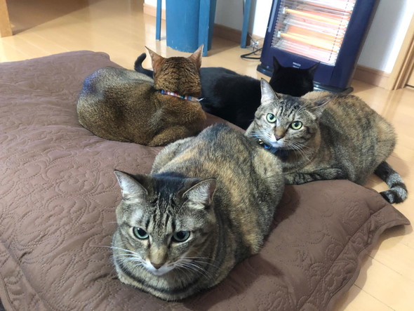 ストーブ前の猫ちゃん