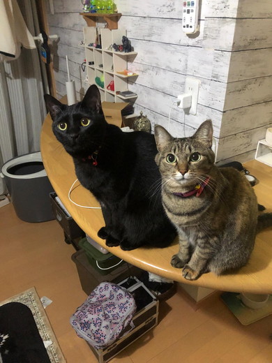 ご飯を求める猫ちゃん