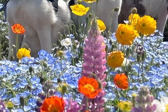 花畑の中にいるシベリアンハスキーのワンコ