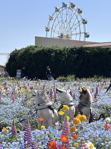 花畑の中にいるシベリアンハスキーのワンコ