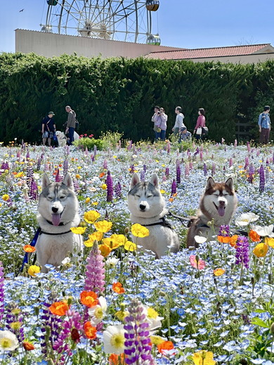 花畑の中にいるシベリアンハスキーのワンコ