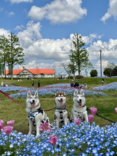 花畑の中にいるシベリアンハスキーのワンコ