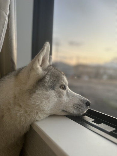 外を見るシベリアンハスキーのワンコ