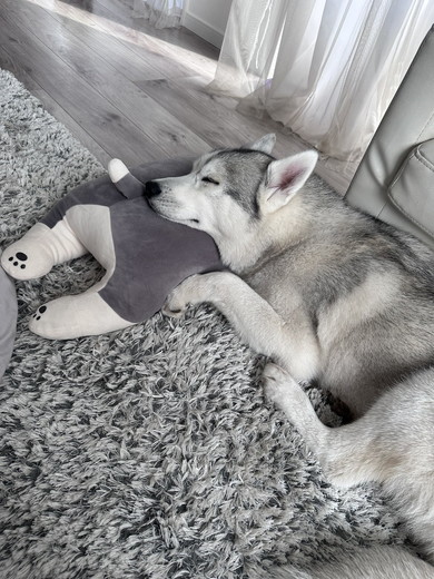 寝ているシベリアンハスキーのワンコ