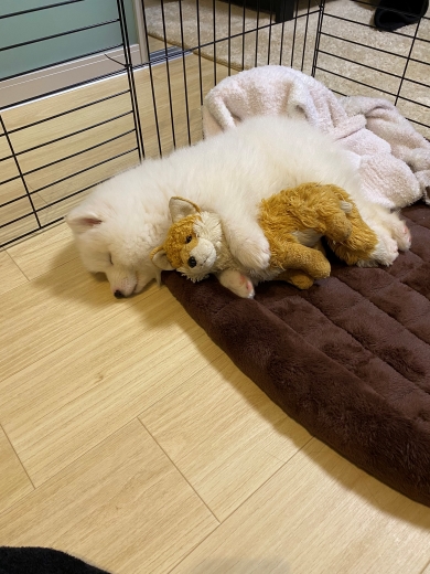 サモエドのパピー期と現在