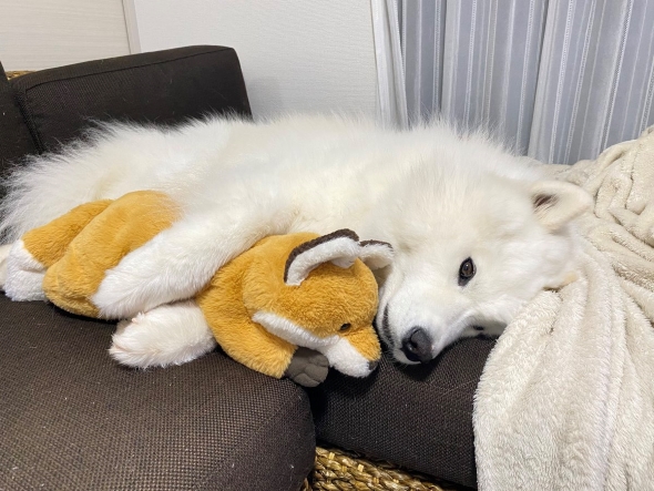 サモエドのパピー期と現在