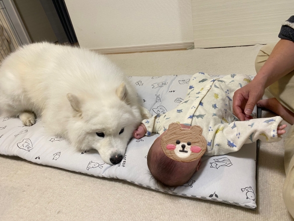 サモエドのパピー期と現在