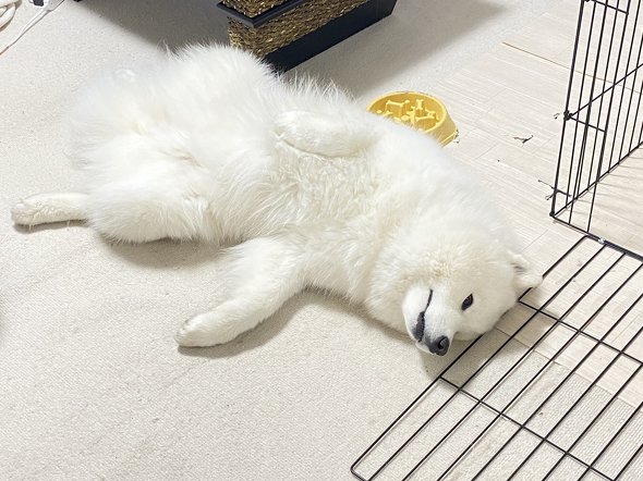 サモエドのパピー期と現在