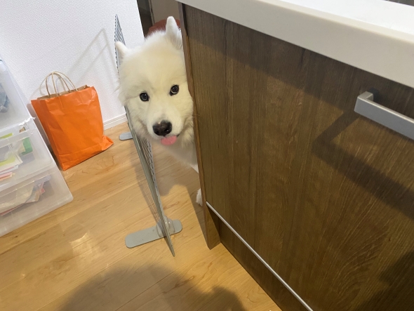サモエドのパピー期と現在
