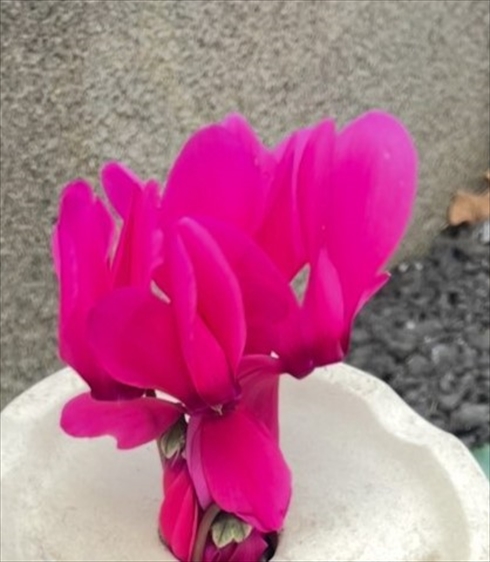 ひっくり返った植木鉢の底穴から咲いたシクラメン