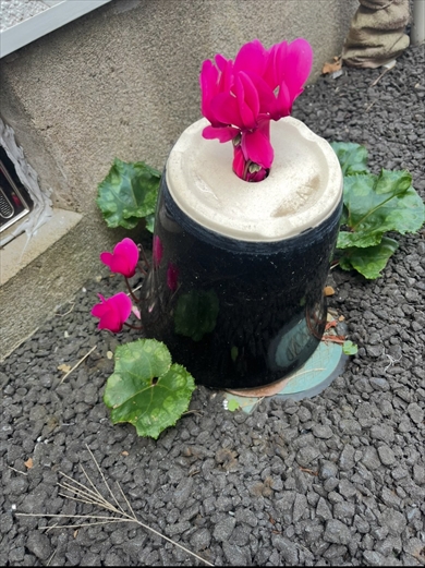 ひっくり返った植木鉢の底穴から咲いたシクラメン