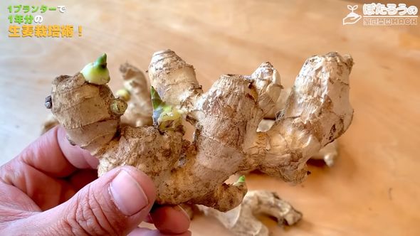 すでに発芽しているショウガを種生姜として植える