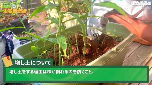 ショウガの株元に土を追加する様子