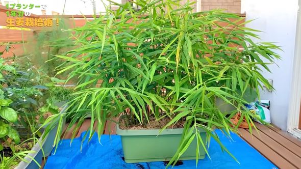 葉が大量に生えている収穫直前のショウガ